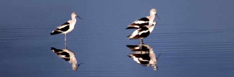 Avocet