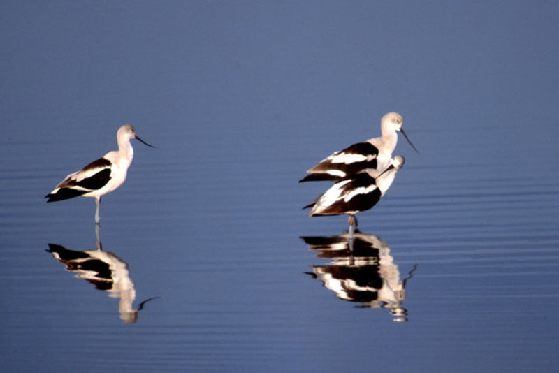Avocet
