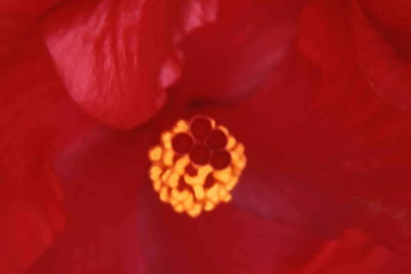 Hibiscus 
