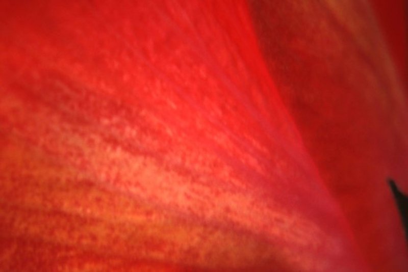 Hibiscus Pedal