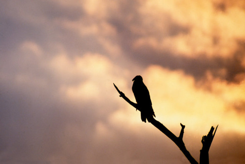 Turkey Vulture