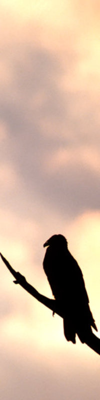 Turkey Vulture