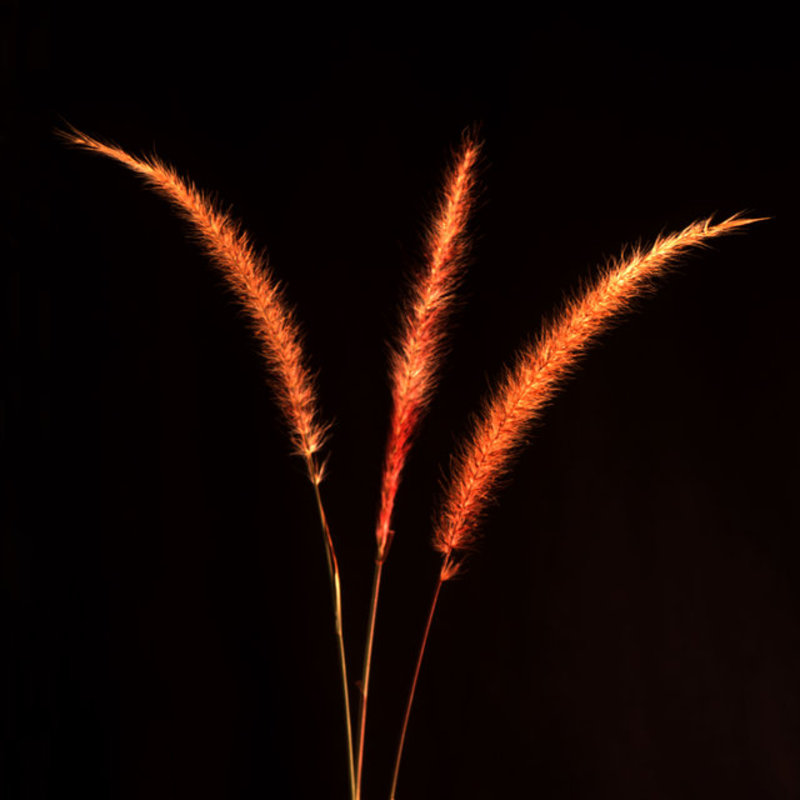 Grass Blades