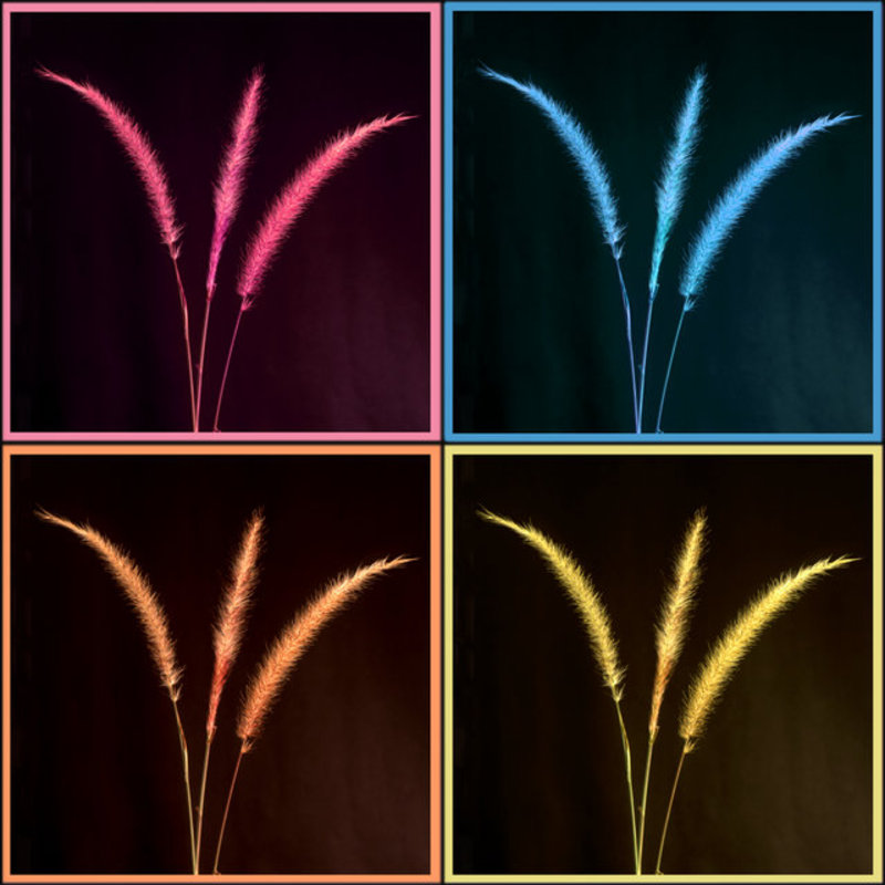 Four Colored