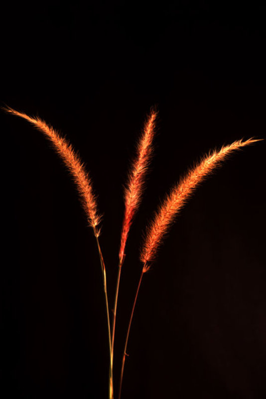 Grass Blades