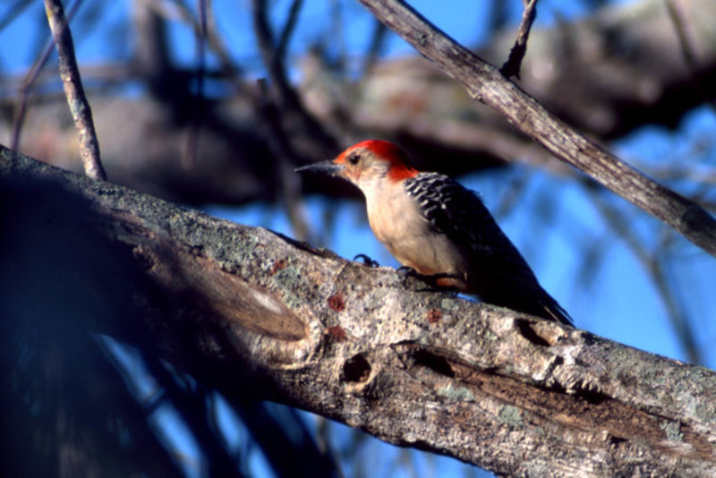 Red-bellied Woodpecker