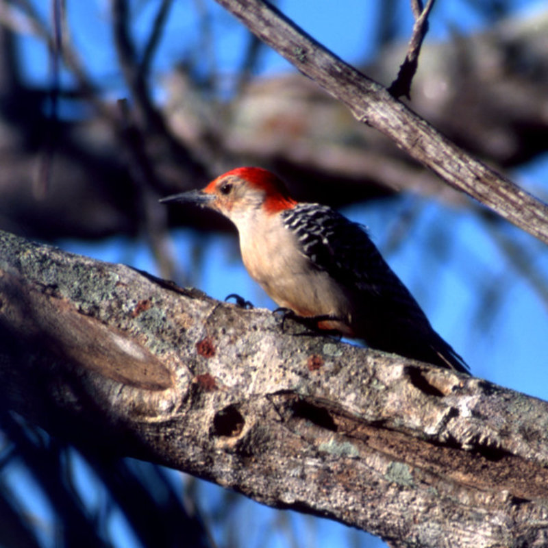 Red-bellied Woodpecker