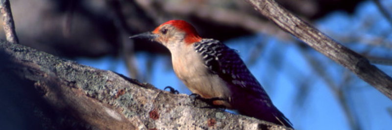 Red-bellied Woodpecker