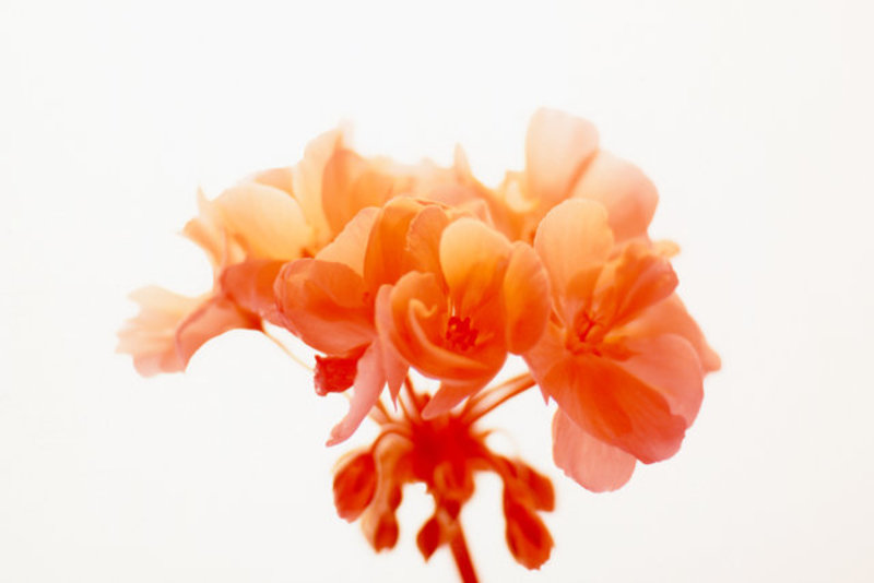 Orange Geranium