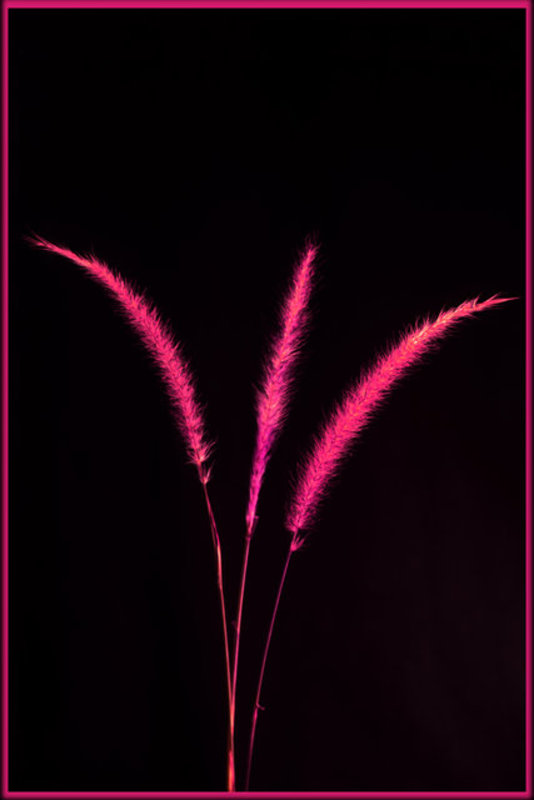 Red Blades