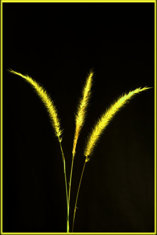 Yellow Blades