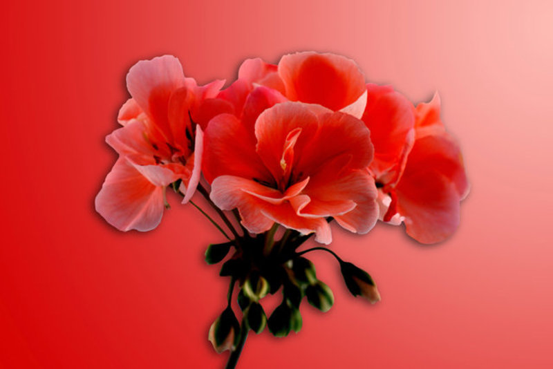 Geranium