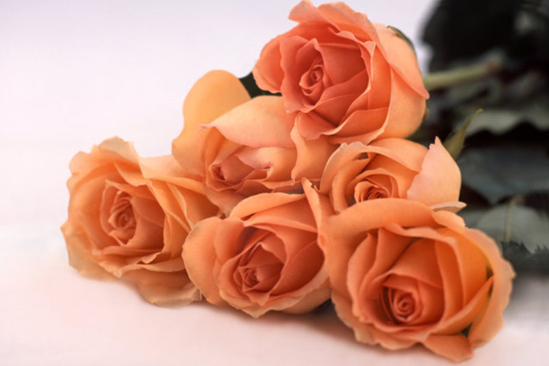 Roses 