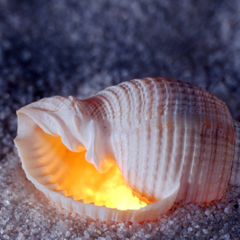 Tonna  Tessellata 