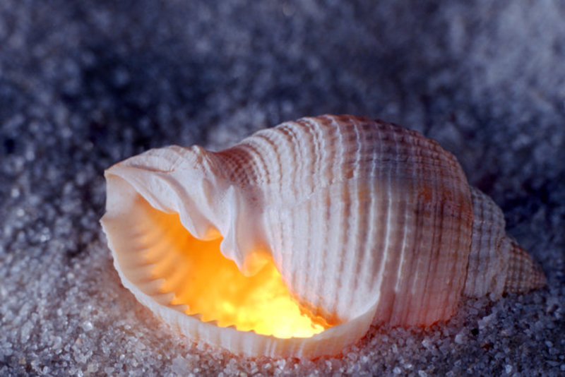 Tonna  Tessellata 