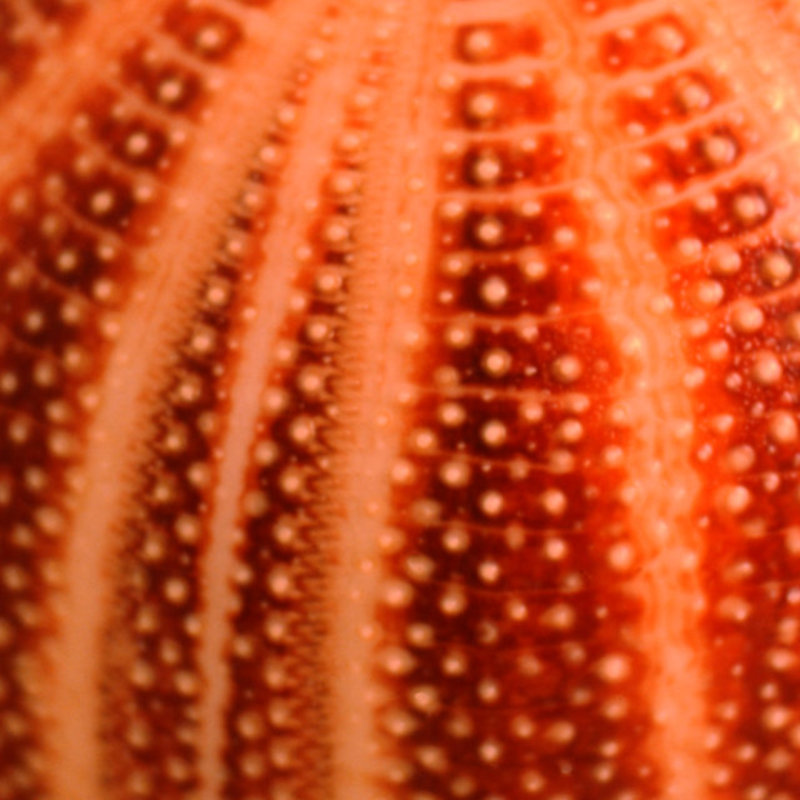 Urchin