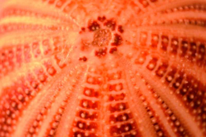 Glowing Urchin