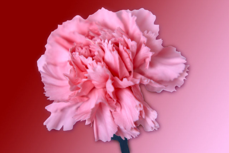 Carnation 