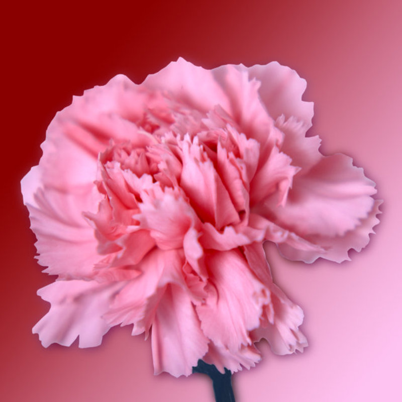 Carnation 