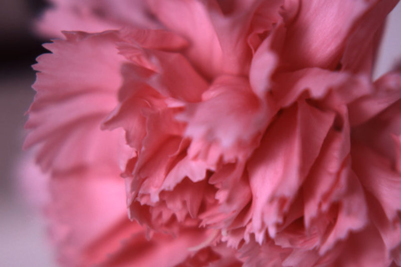 Carnation