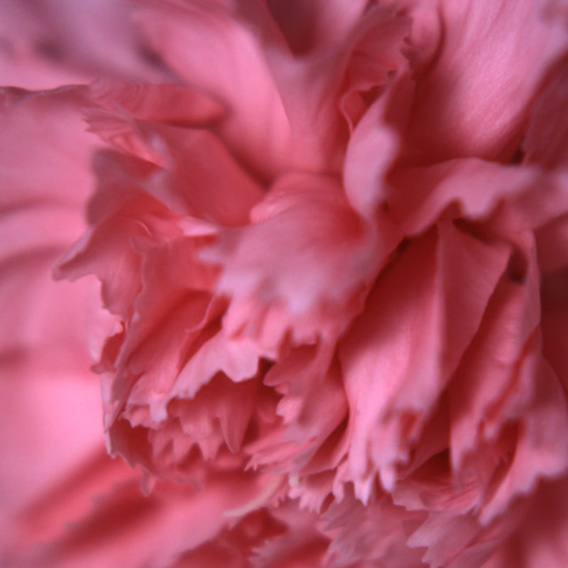 Carnation 