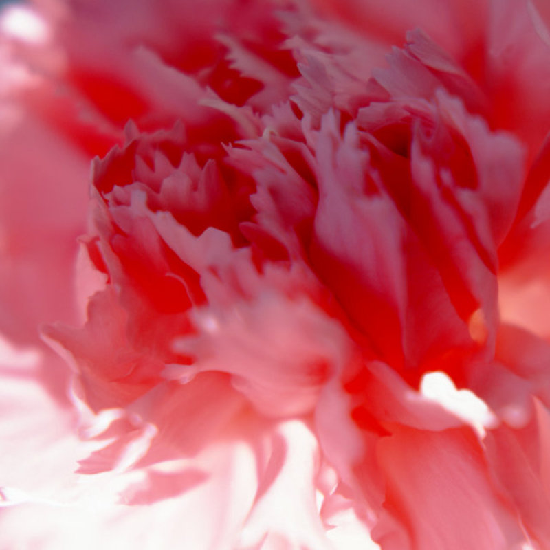 Carnation 