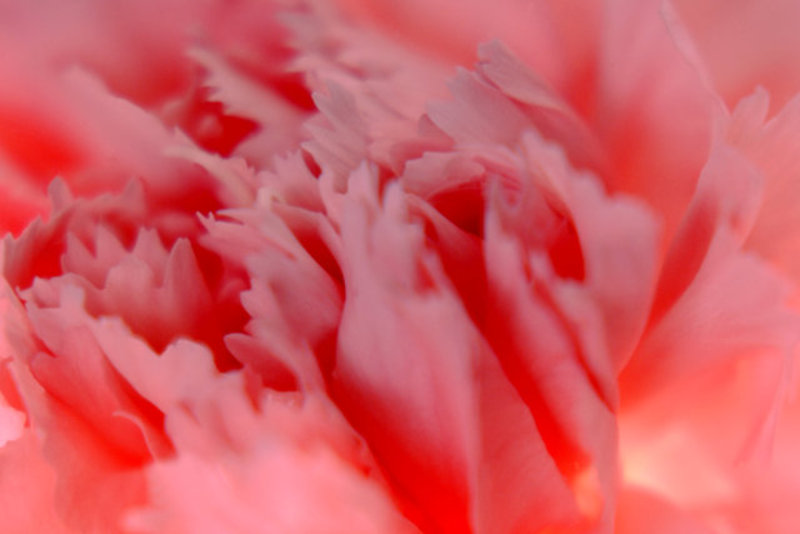 Carnation 