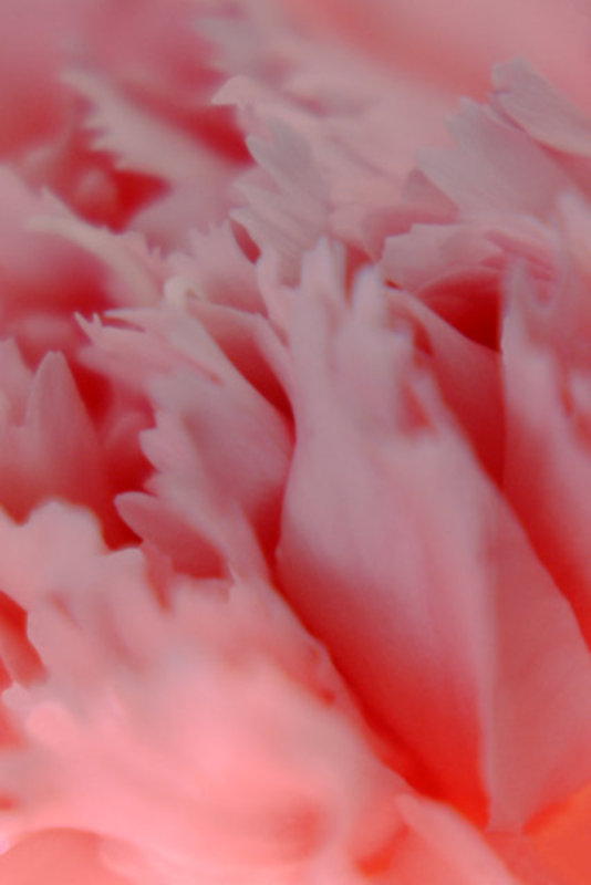 Carnation 