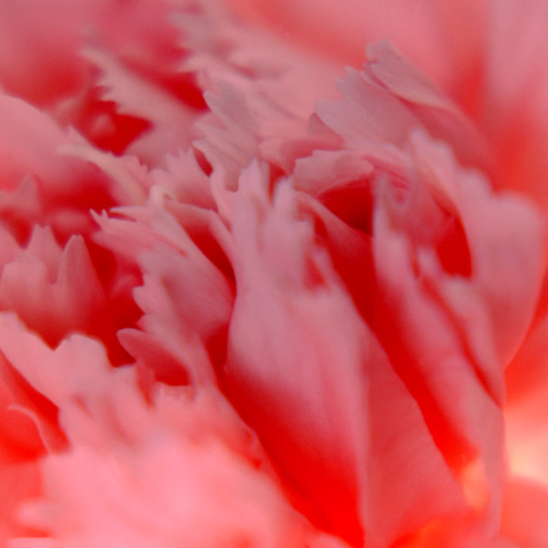 Carnation 