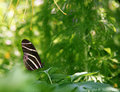 Zebrafly