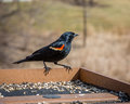 Red Winged Blackbird