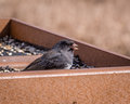 Dark Eyed Junco