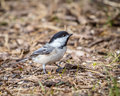 Black Capped Chickadee