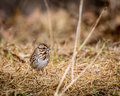 Song Sparrow