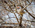 Chipping Sparrow