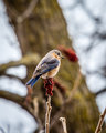 Eastern Bluebird