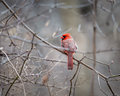 Cardinal