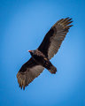 Turkey Vulture