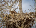 Bald Eagle with chick