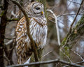 Barred Owl