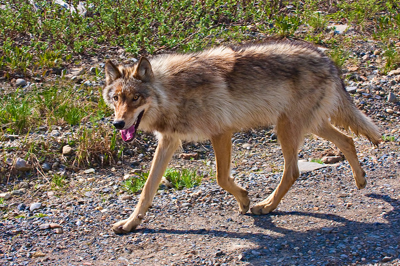 Young Wolf