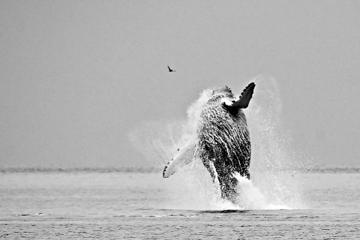 Humpback Breach