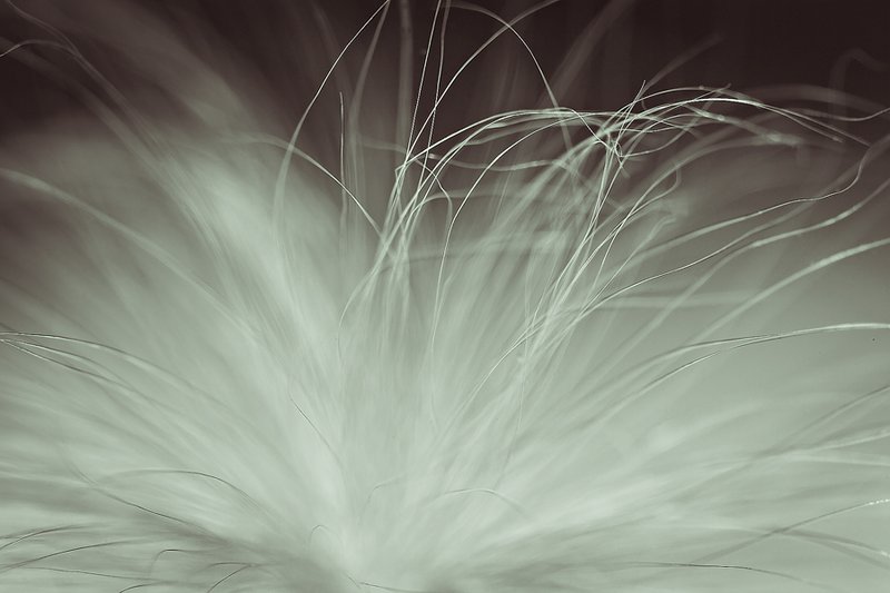 Fuzz