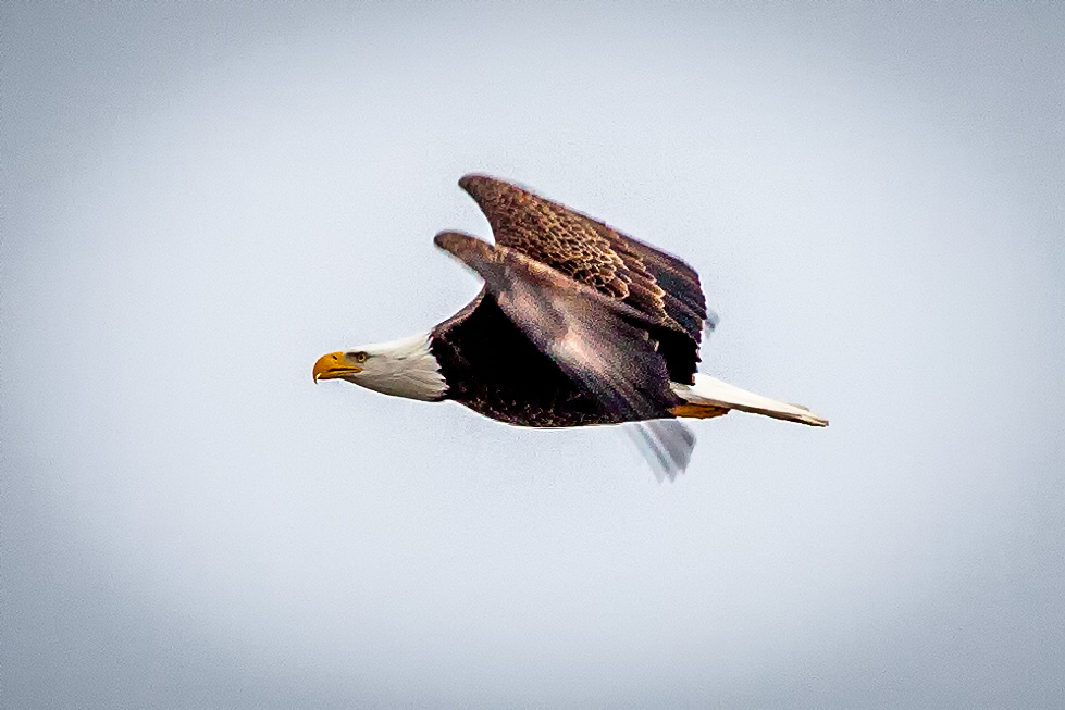 Cruising By