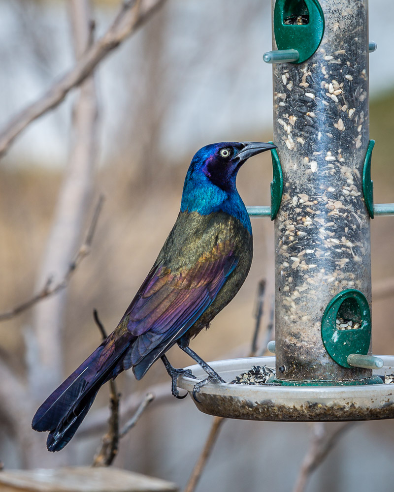 Common Grackle