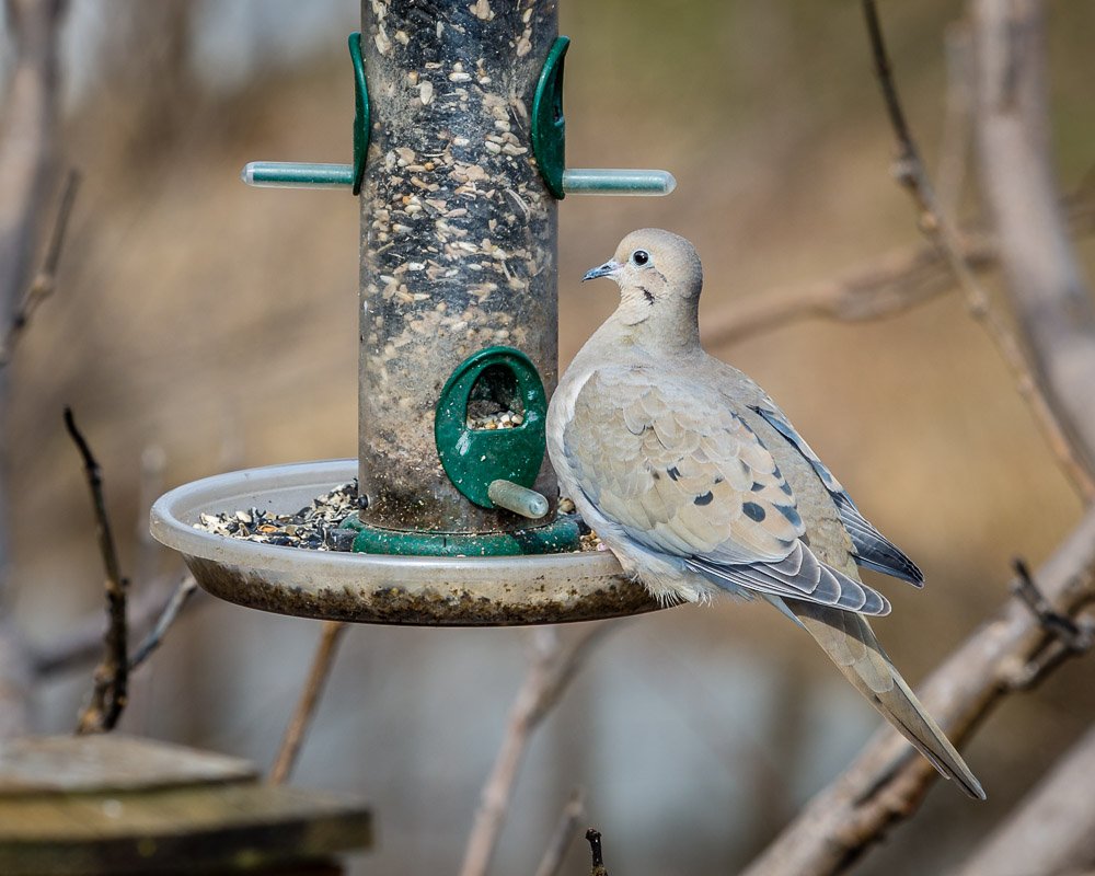 Mourning Dove