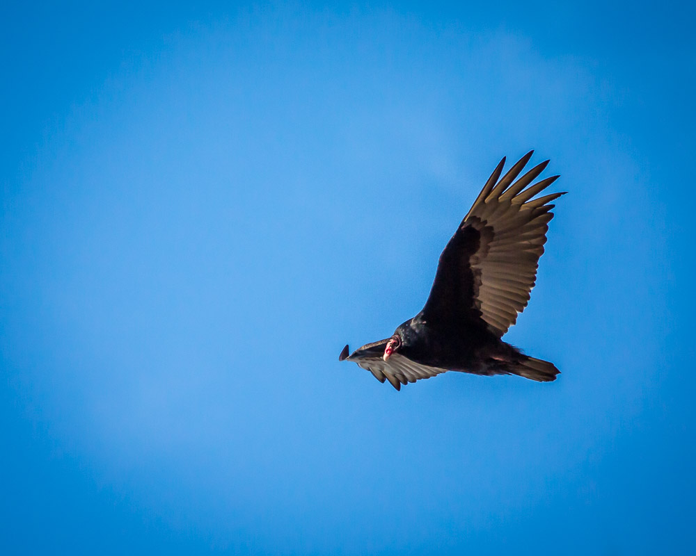 Turkey Vulture