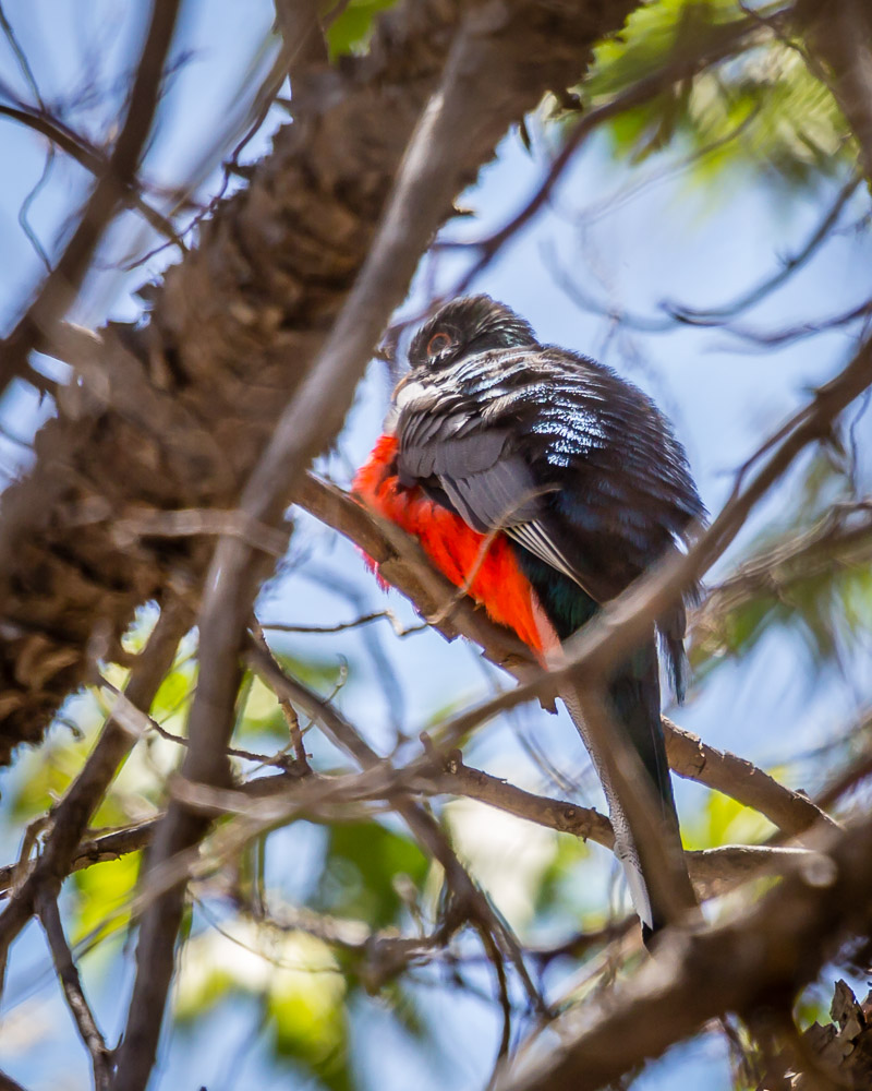 Elegant Trogon - Male