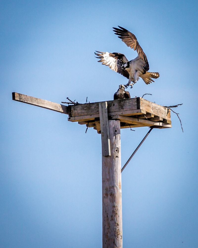 Osprey Pair