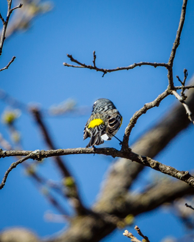 Yellow-rumped Warbler